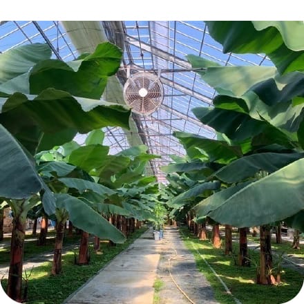 産業用ビニールハウスの施工事例